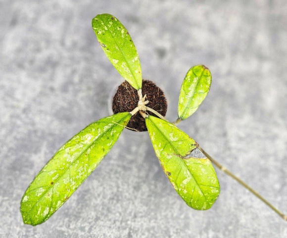 Hoya Deykeae Sumatera Hoya Deykeae Sumatera