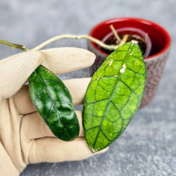 Hoya Clemensiorum Aceh #007                