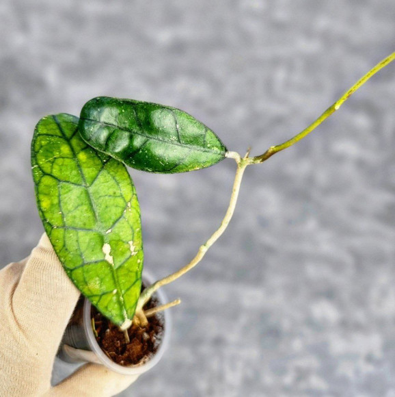 Hoya Clemensiorum Aceh #007                