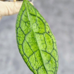 Hoya Clemensiorum Sarawak #001 