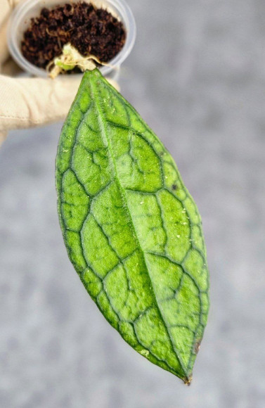 Hoya Clemensiorum Sarawak #001 