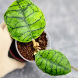 Hoya Calistophylla Chibi 