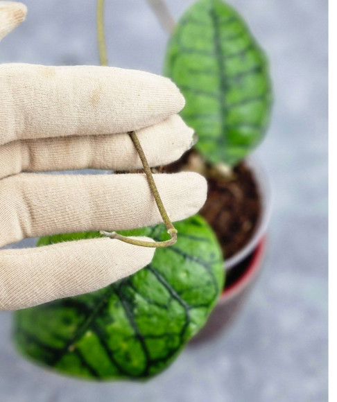 Hoya Calistophylla Chibi Hoya Calistophylla Chibi