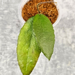 Hoya Caudata Aceh Red Leaf   