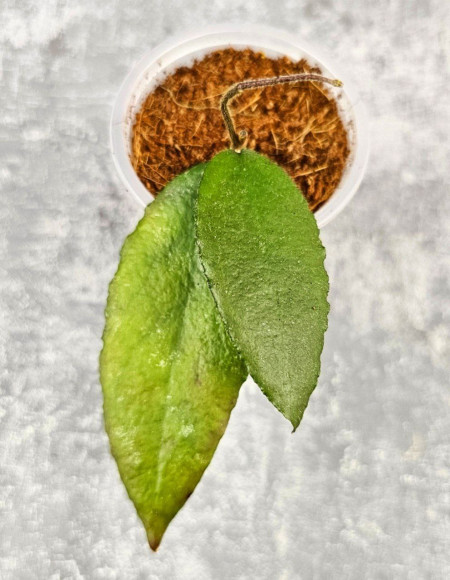 Hoya Caudata Aceh Red Leaf Hoya Caudata Aceh Red Leaf