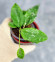 Hoya Caudata Aceh High Splash 