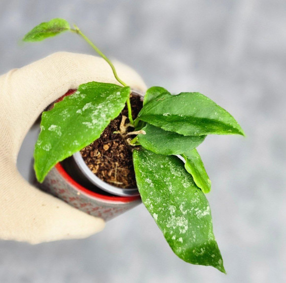 Hoya Caudata Aceh High Splash 