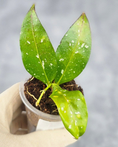 Hoya Sp Aceh Air Suri  