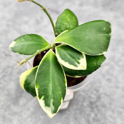 Hoya Incurvula Palta 