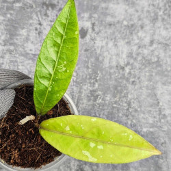 Hoya New No Id Forest