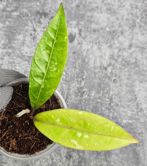 Hoya New No Id Forest Hoya New No Id Forest