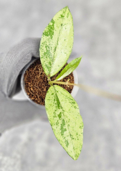 Hoya Alena Hoya Alena