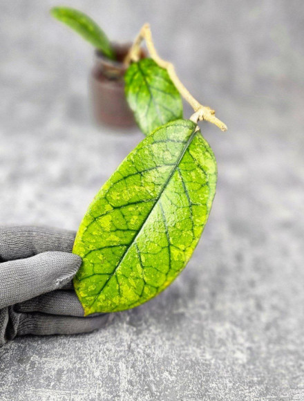Hoya Meredithii High Splash  