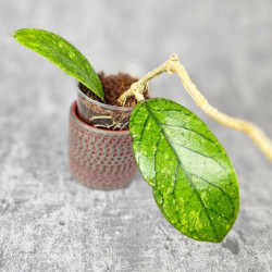 Hoya Meredithii High Splash  