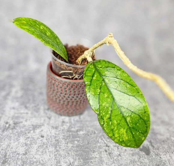 Hoya Meredithii High Splash  