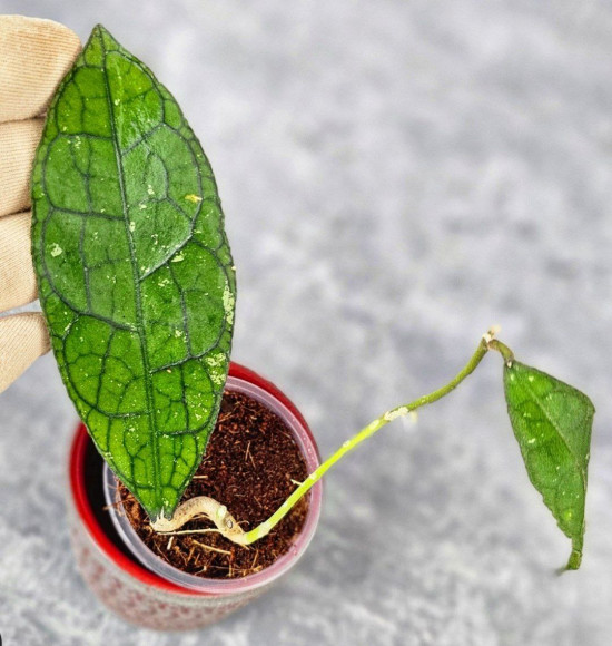 Hoya Clemensiorum Aceh #007                 