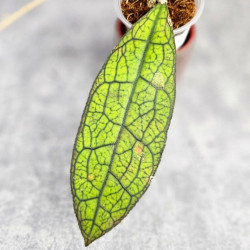 Hoya Clemensiorum Aceh ar #163