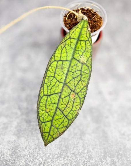 Hoya Clemensiorum Aceh ar #163