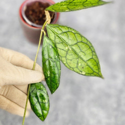 Hoya Clemensiorum Sarawak #001 