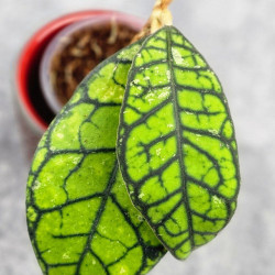 Hoya Calistophylla Kalimantan Timur