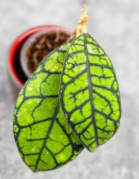 Hoya Calistophylla Kalimantan Timur