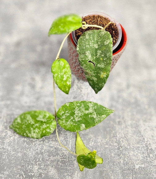 Hoya Caudata Aceh High Splash 