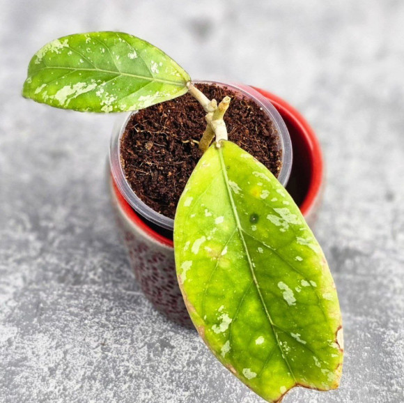 Hoya Sp Aceh Air Suri   