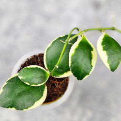 Hoya Incurvula Palta  