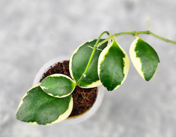 Hoya Incurvula Palta  