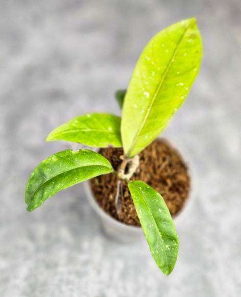 Hoya New No Id Forest Hoya New No Id Forest