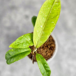 Hoya New No Id Forest