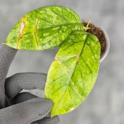 Hoya Meredithii High Splash