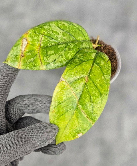 Hoya Meredithii High Splash Hoya Meredithii High Splash