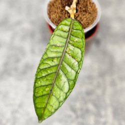 Hoya Sp. Aceh No Id Rare 