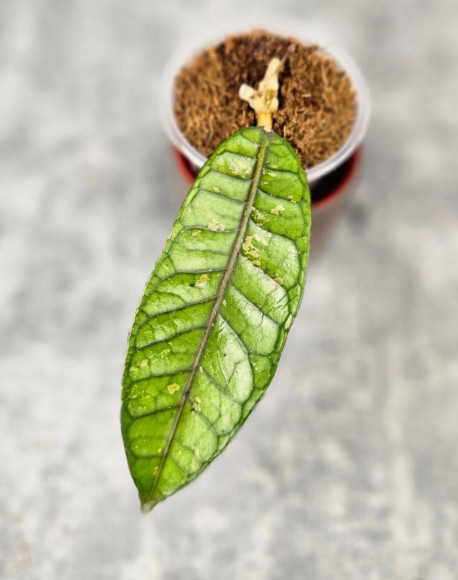 Hoya Sp. Aceh No Id Rare Hoya Sp. Aceh No Id Rare