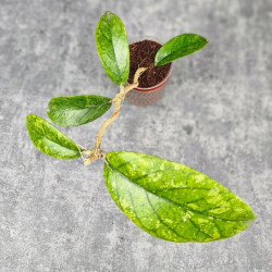 Hoya Meredithii High Splash  