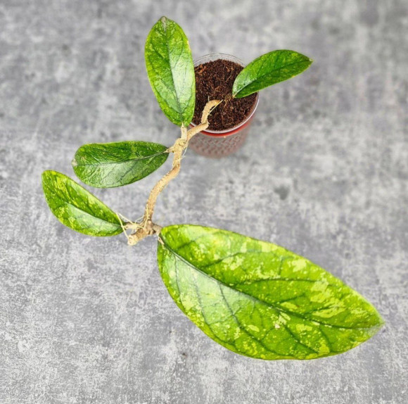 Hoya Meredithii High Splash  