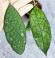 Hoya Clemensiorum Aceh #007                  