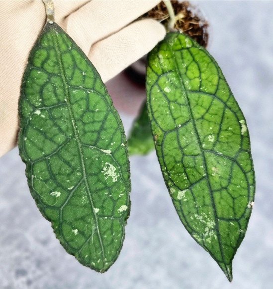 Hoya Clemensiorum Aceh #007                  