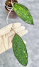 Hoya Clemensiorum Aceh #007                  
