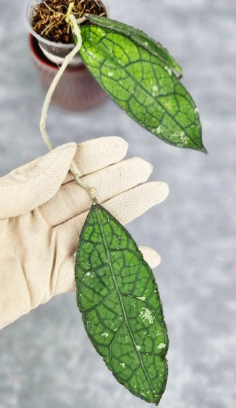 Hoya Clemensiorum Aceh #007                  