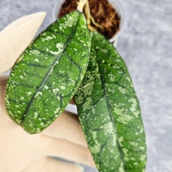 Hoya Clemensiorum Aceh  #028  Splash       