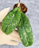 Hoya Clemensiorum Aceh  #028  Splash       
