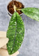 Hoya Clemensiorum Aceh  #028  Splash       