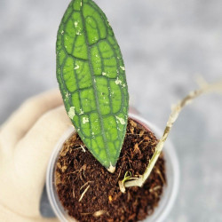 Hoya Clemensiorum Aceh ar #165