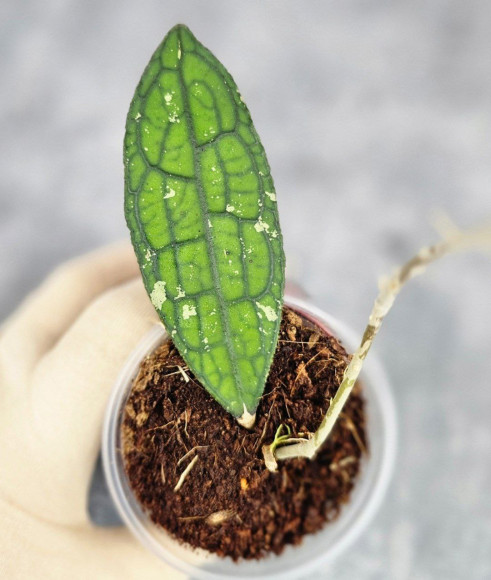 Hoya Clemensiorum Aceh ar #165 Hoya Clemensiorum Aceh ar #165