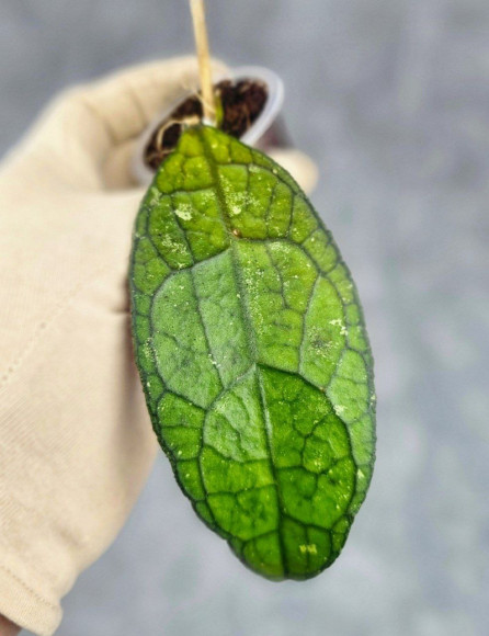 Hoya Clemensiorum Sarawak #001 