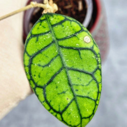 Hoya Calistophylla Kalimantan Timur 
