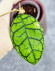 Hoya Calistophylla Kalimantan Timur 