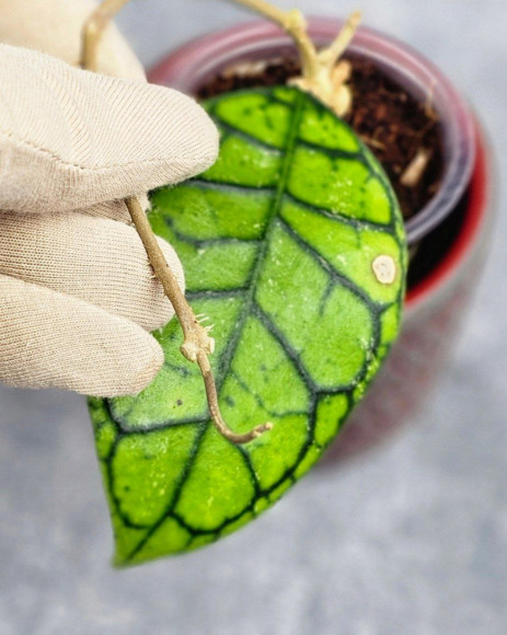 Hoya Calistophylla Kalimantan Timur Hoya Calistophylla Kalimantan Timur